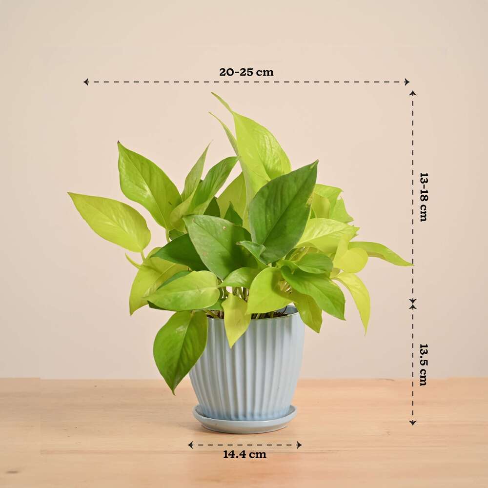 Money Plant Golden - Image 139