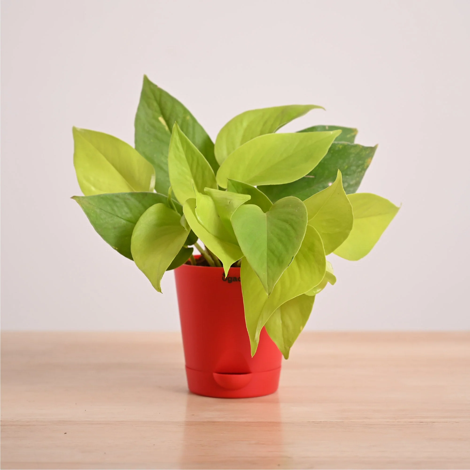 Money Plant Golden - Image 15