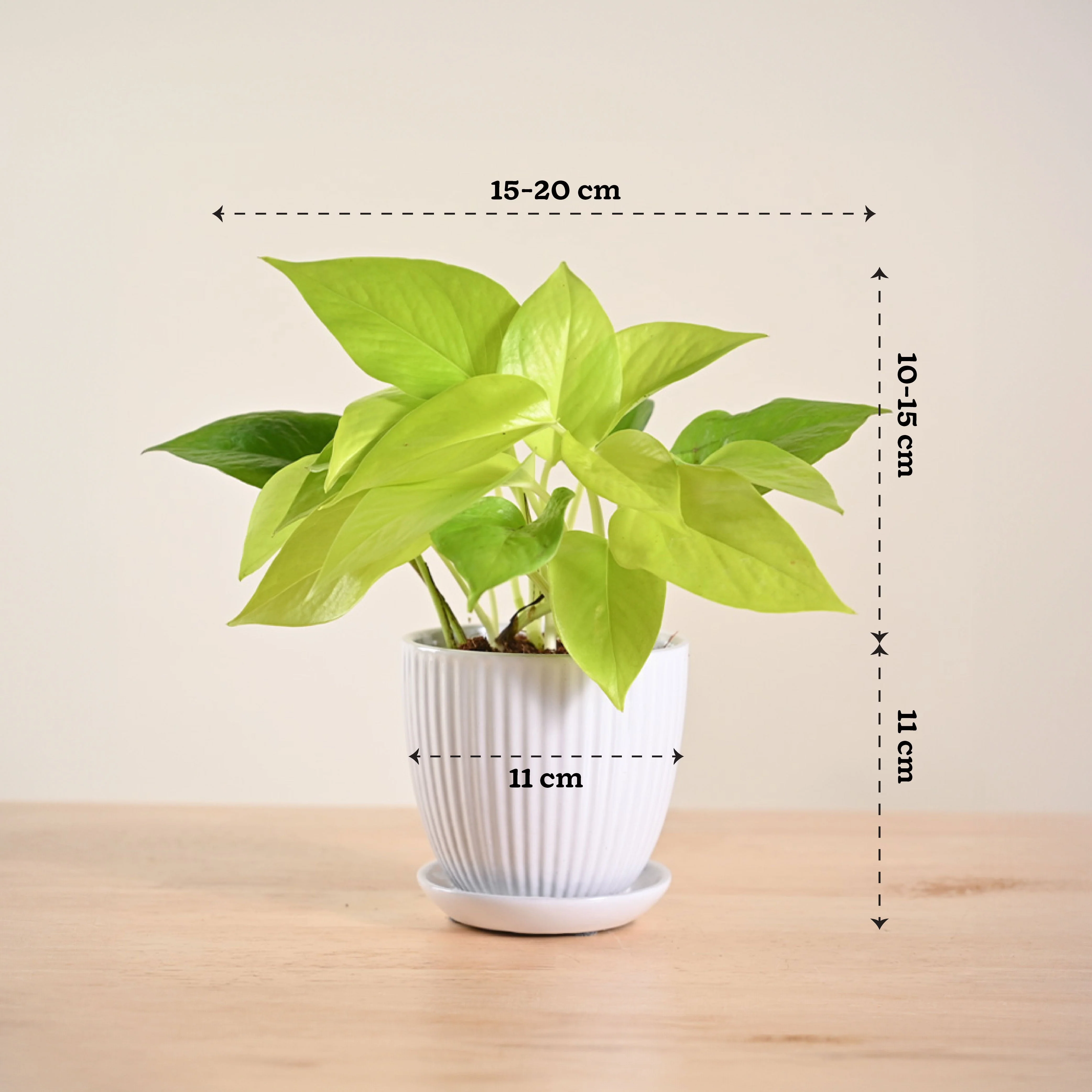 Money Plant Golden - Image 159