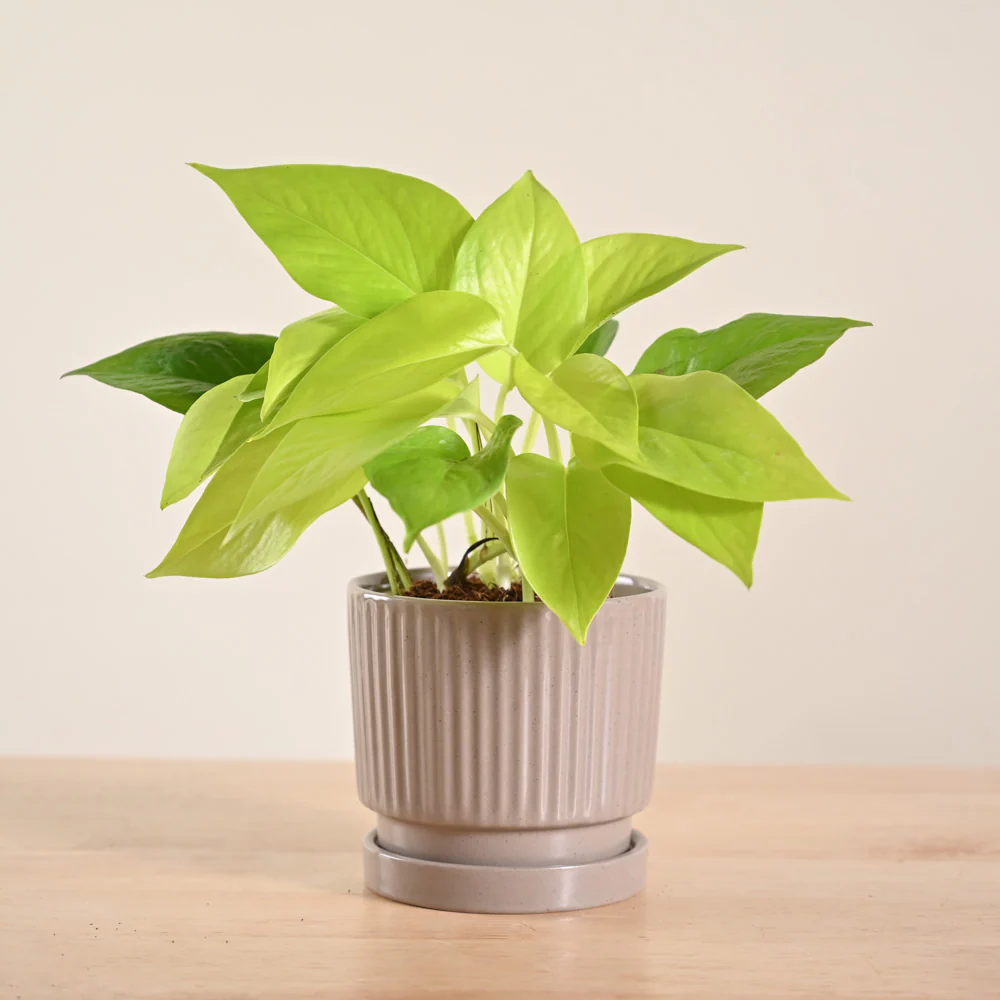 Money Plant Golden - Image 172