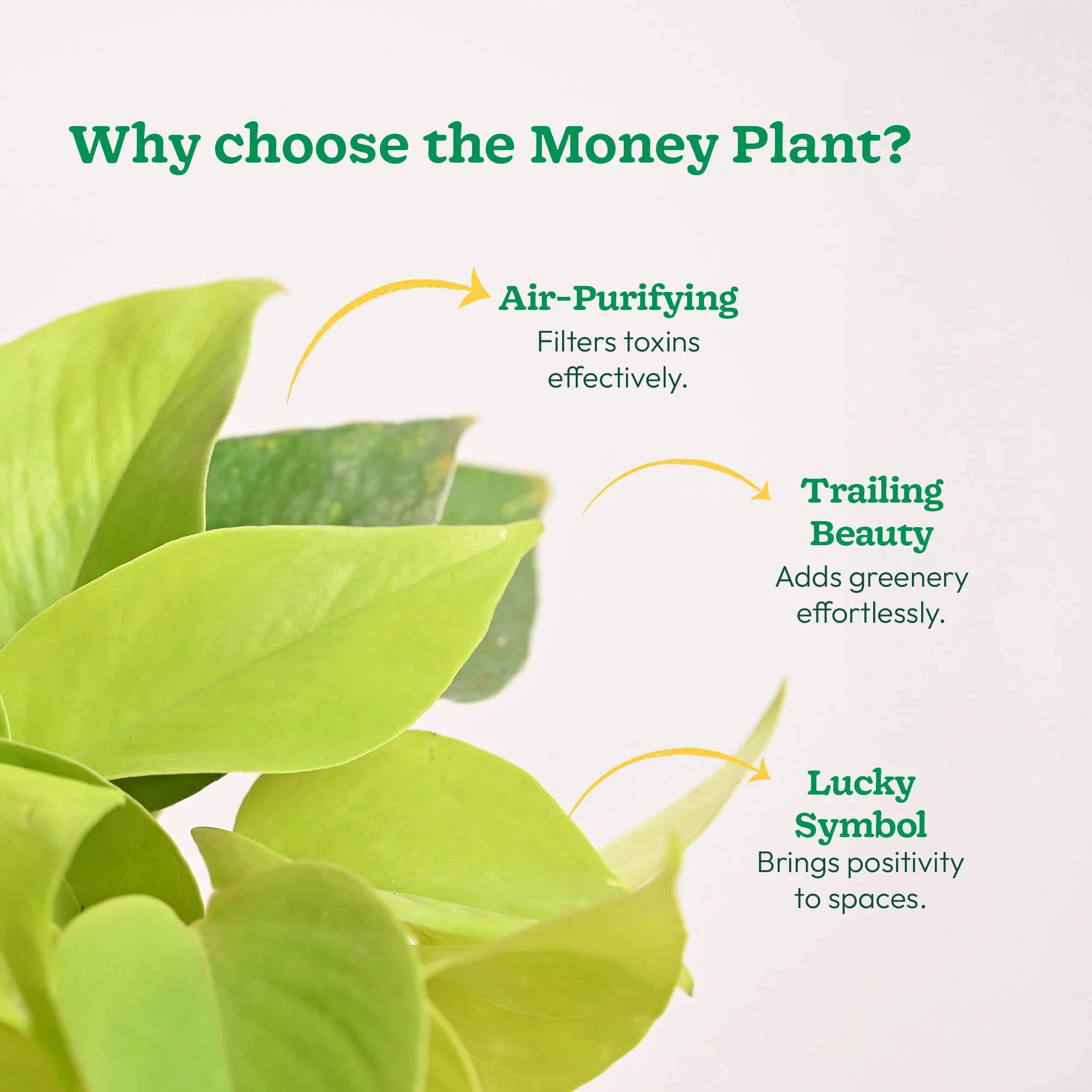 Money Plant Golden - Image 18
