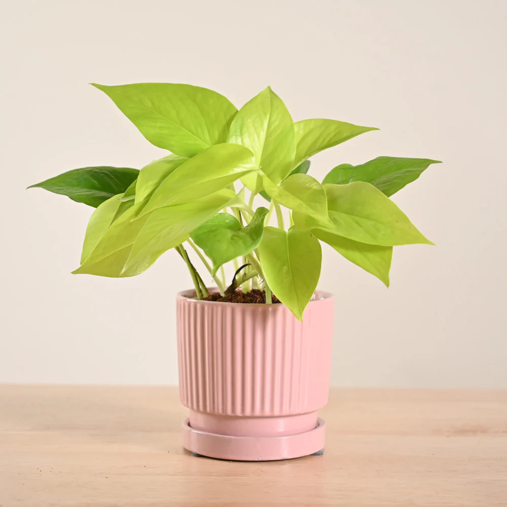 Money Plant Golden - Image 184