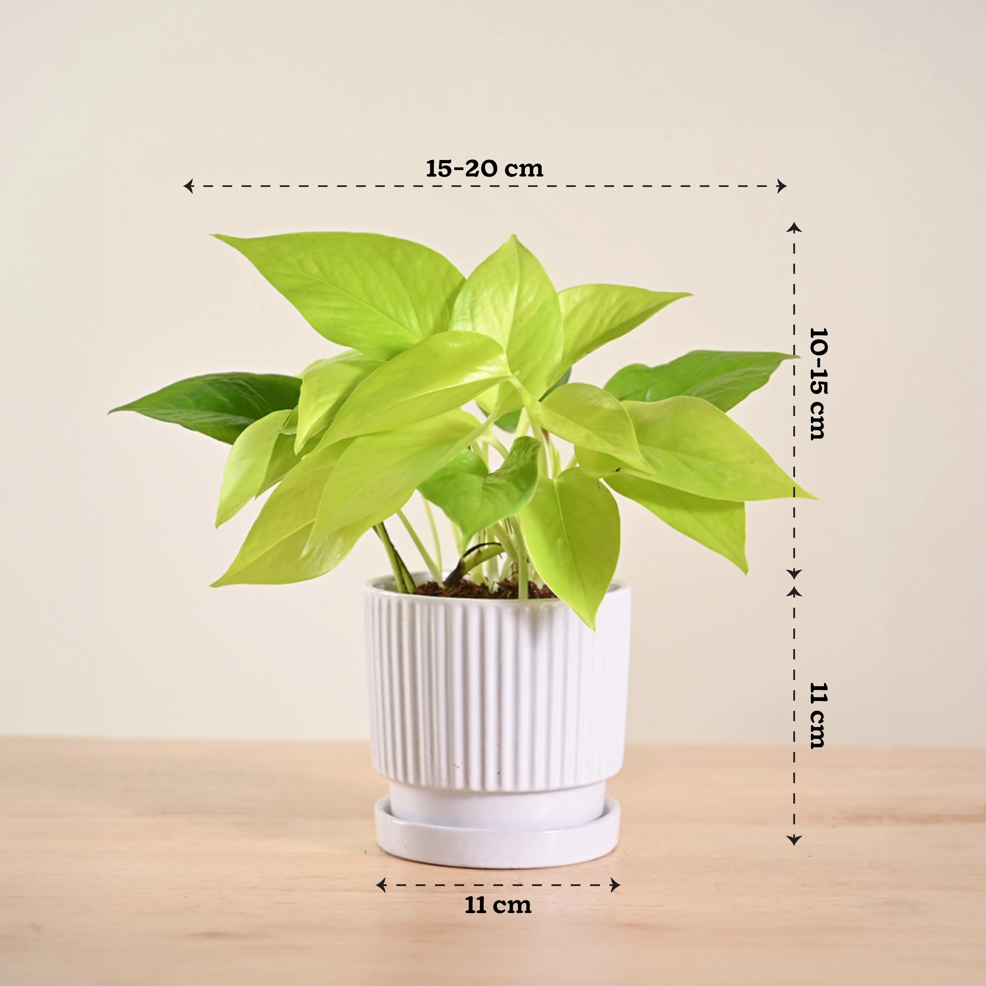 Money Plant Golden - Image 187
