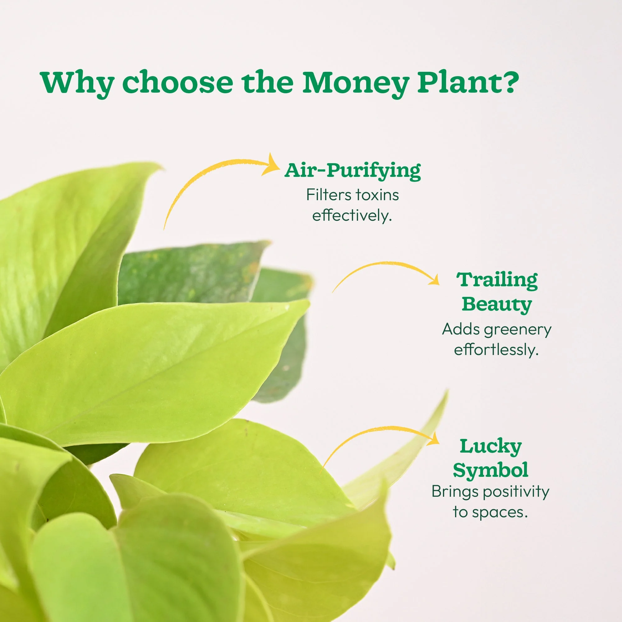 Money Plant Golden - Image 193