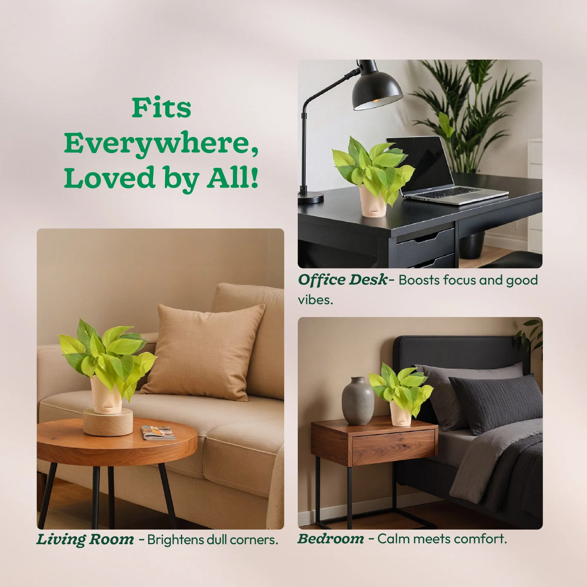 Money Plant Golden - Image 198