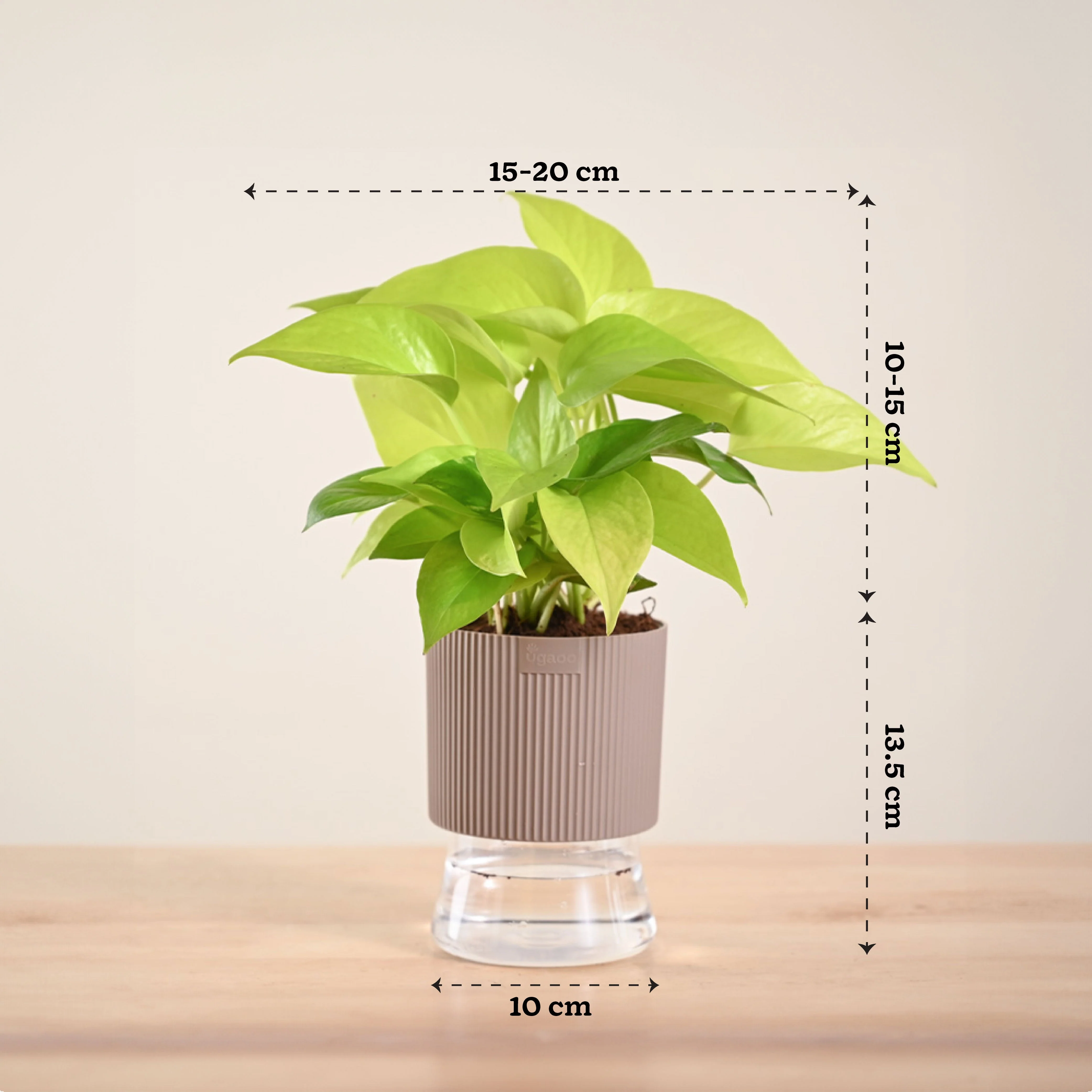 Money Plant Golden - Image 203