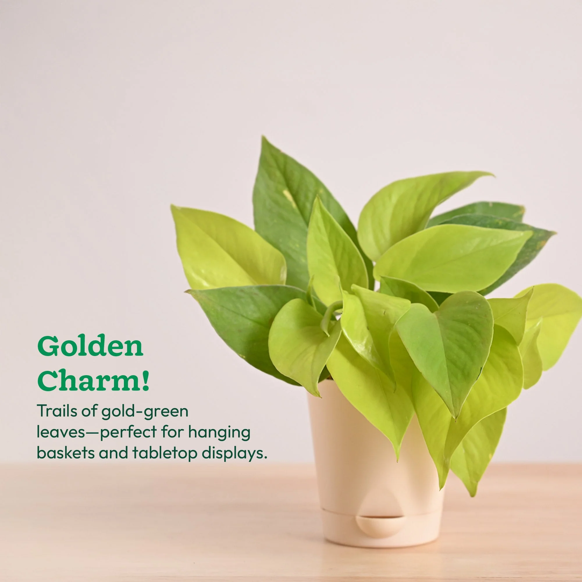 Money Plant Golden - Image 22