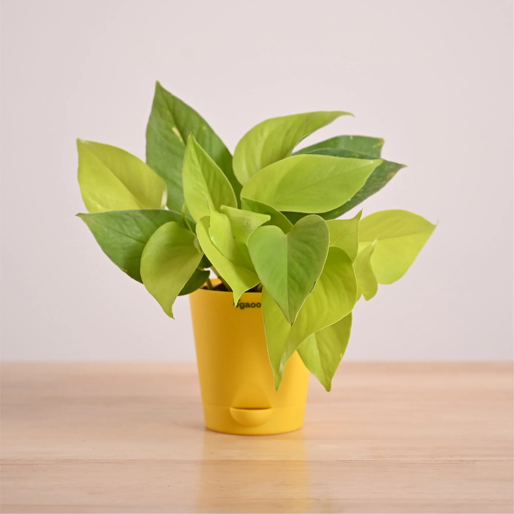 Money Plant Golden - Image 27