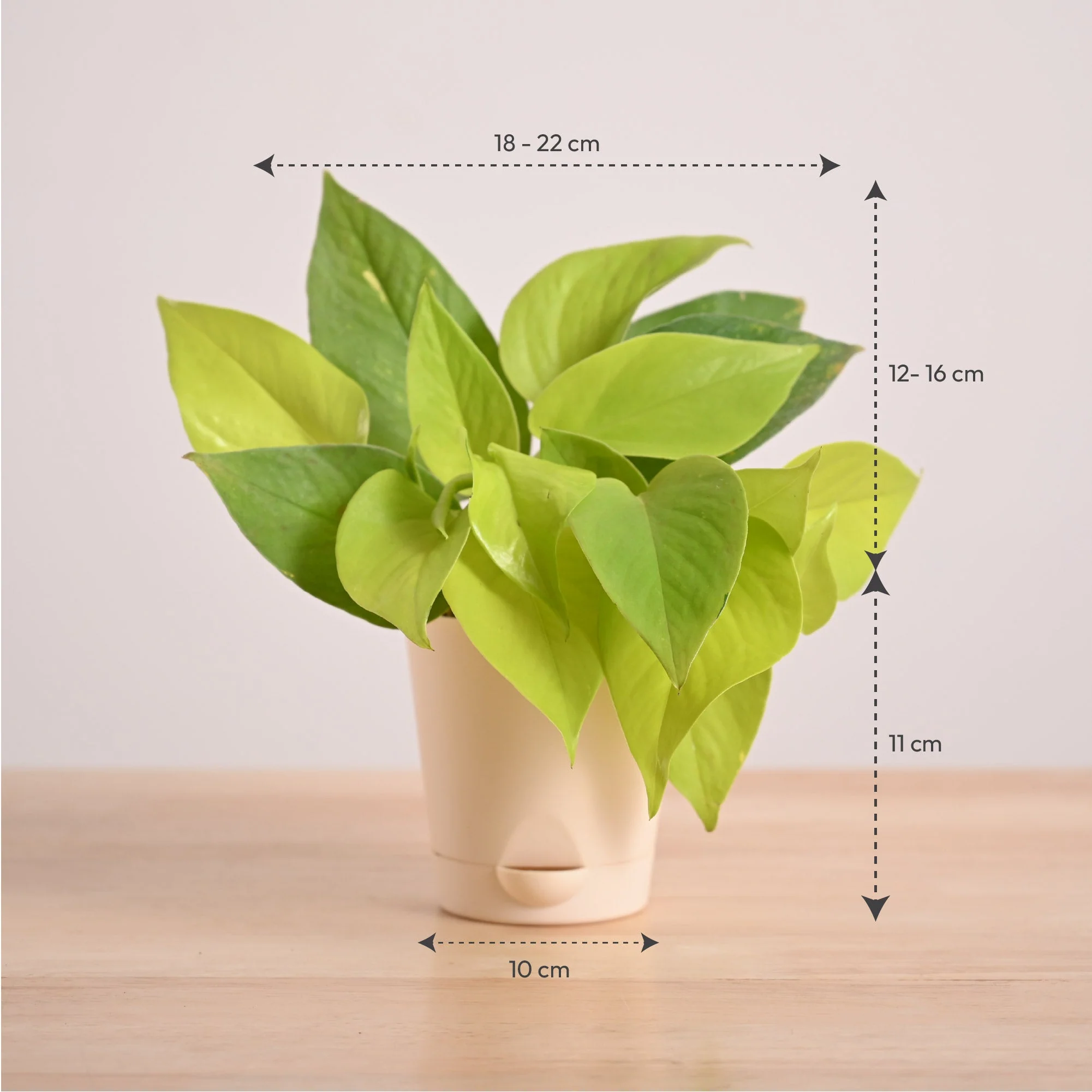 Money Plant Golden - Image 38