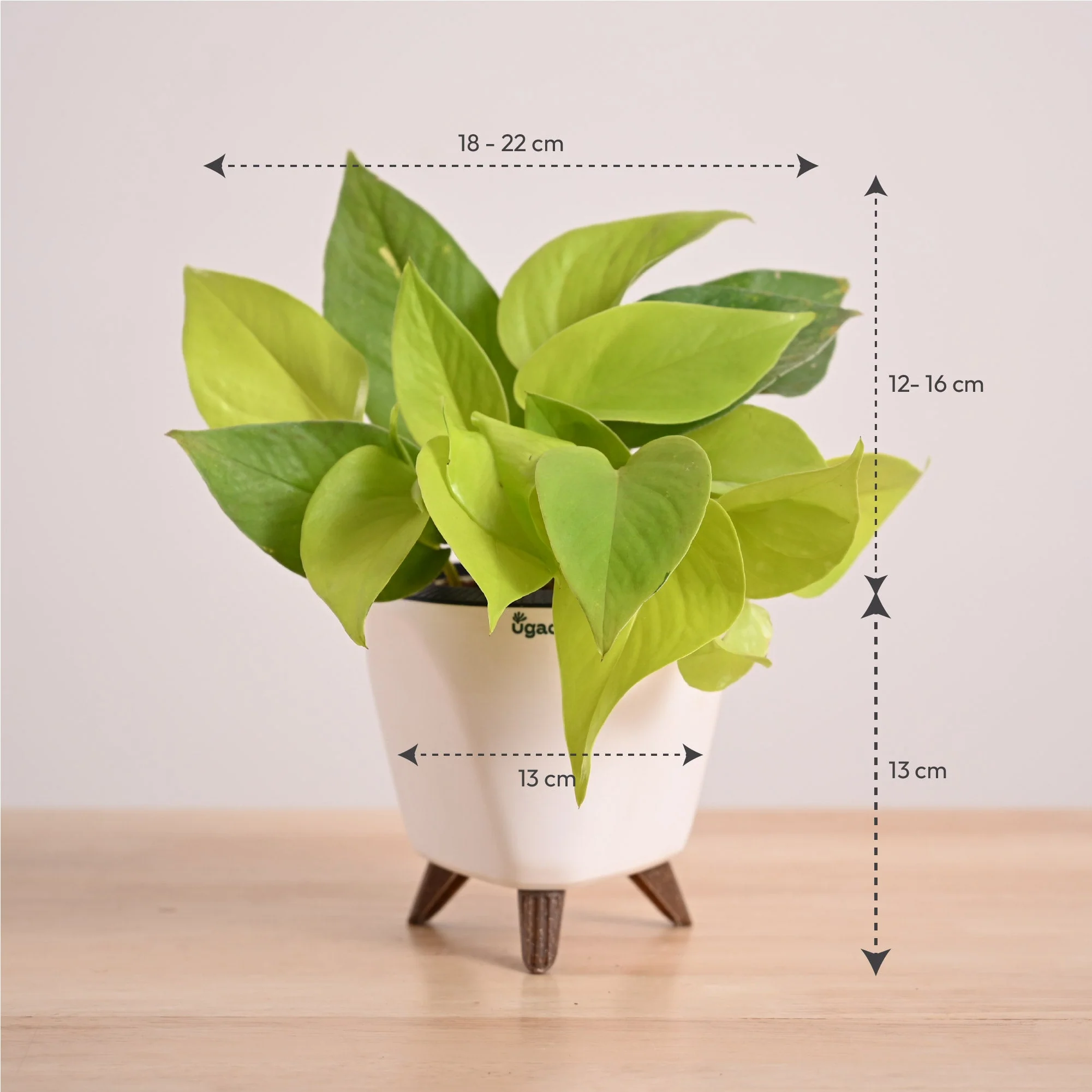 Money Plant Golden - Image 50