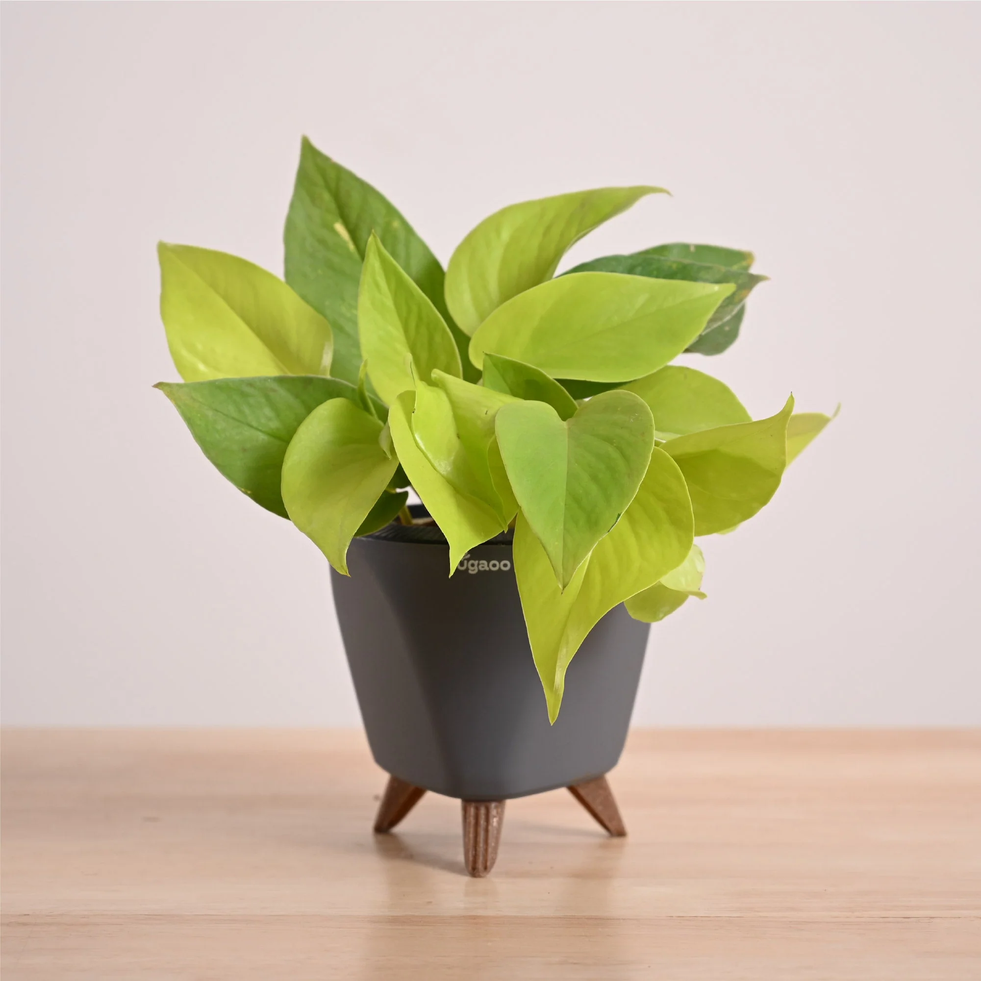 Money Plant Golden - Image 51