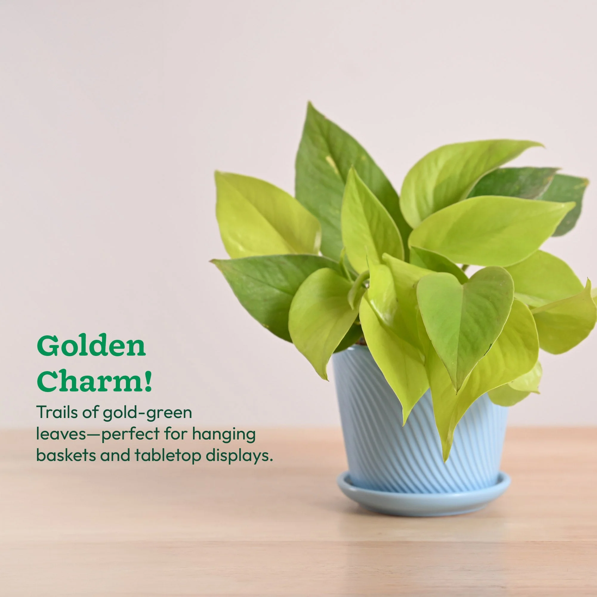 Money Plant Golden - Image 76