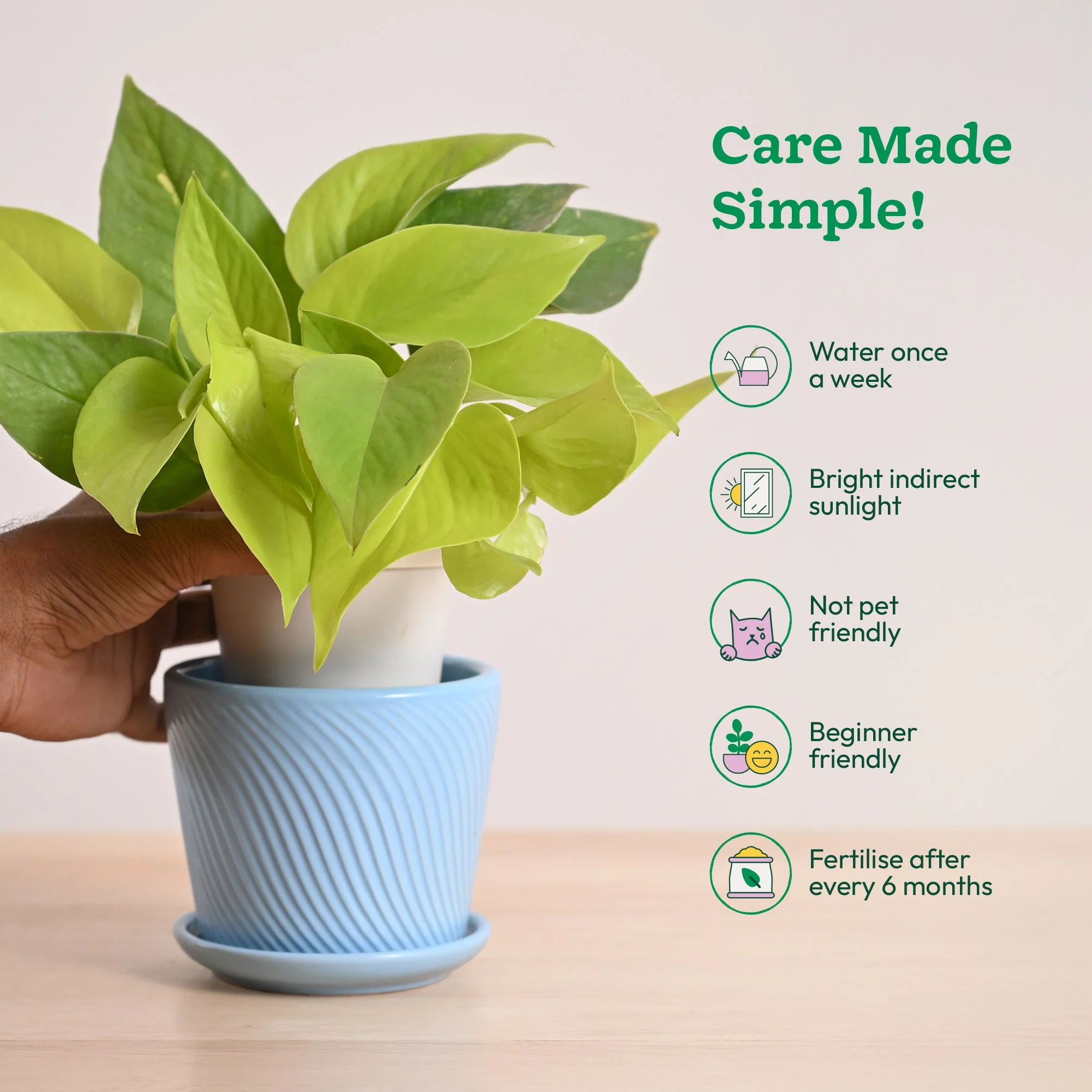 Money Plant Golden - Image 89