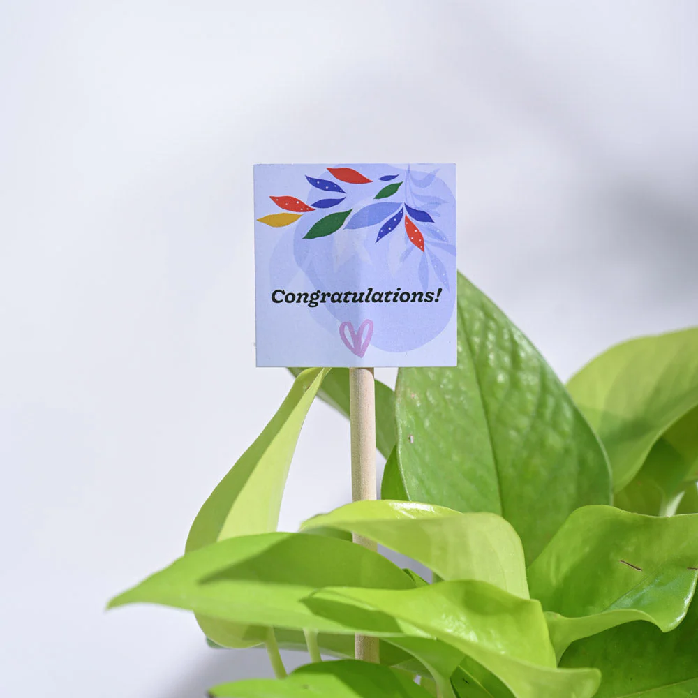 Money Plant Golden Congratulations Gift hamper - Image 5