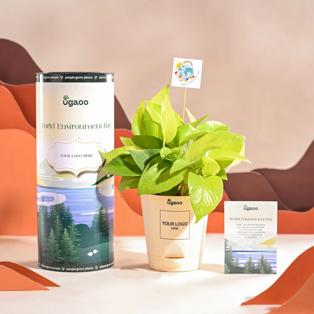 Money Plant Golden For Environment Day Gifting - Image 2