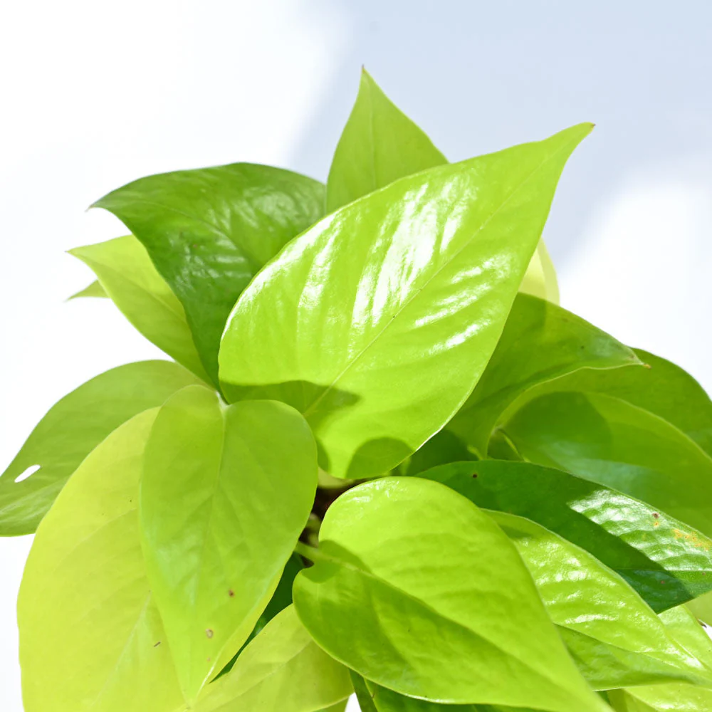 Money Plant Golden For Environment Day Gifting - Image 37