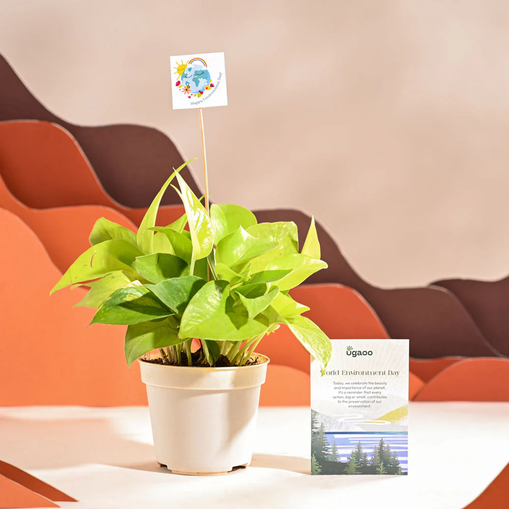 Money Plant Golden For Environment Day Gifting - Image 39