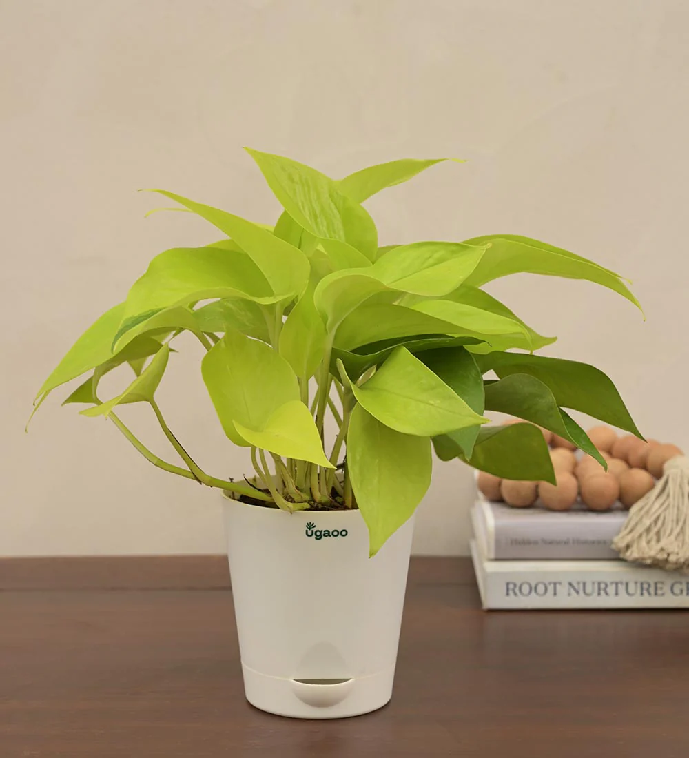 Money Plant Golden Gift Hamper - Image 3