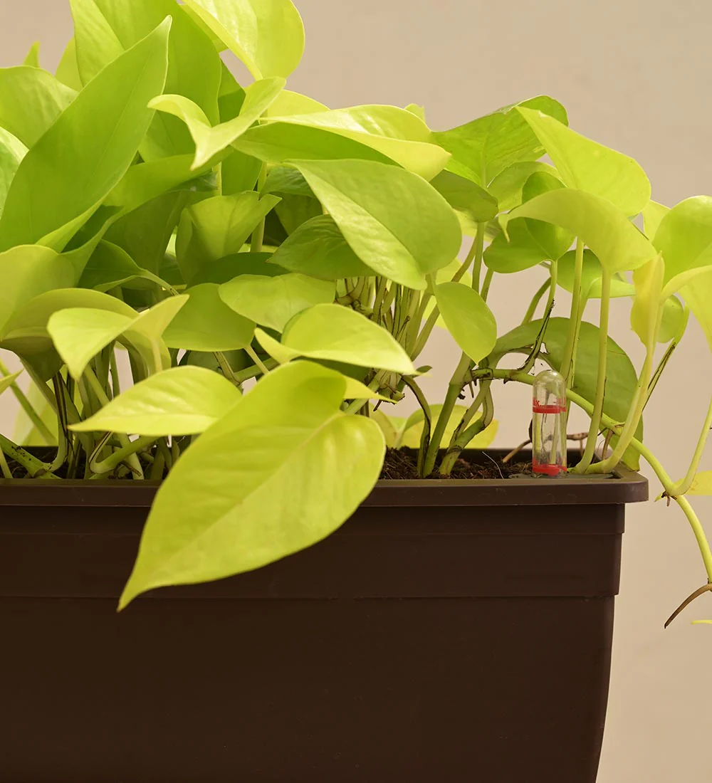 Money Plant Golden Plant - Set of 2 - Image 3