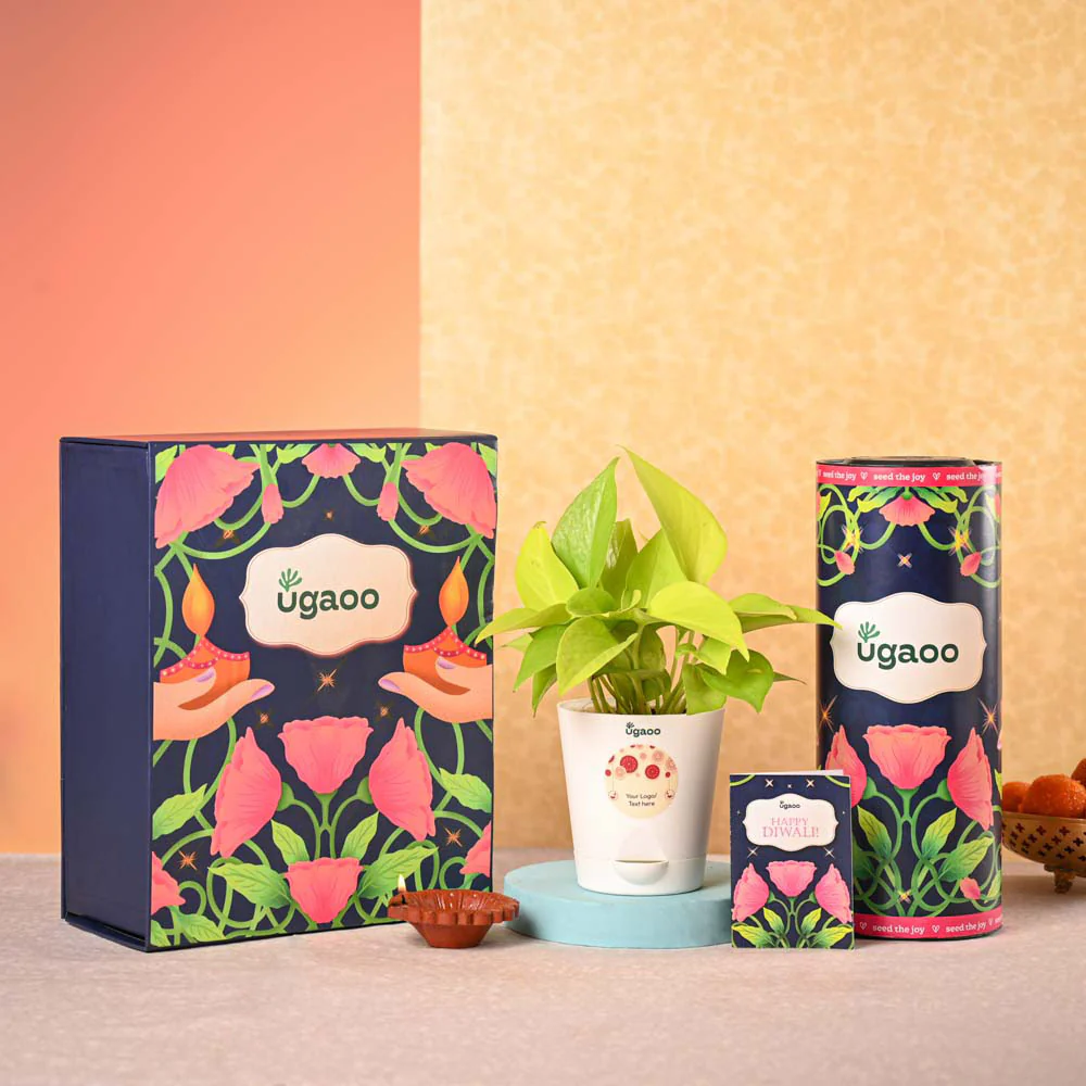 Money Plant Golden Plant & Tea Trunk Diwali Gift Hamper - Image 2