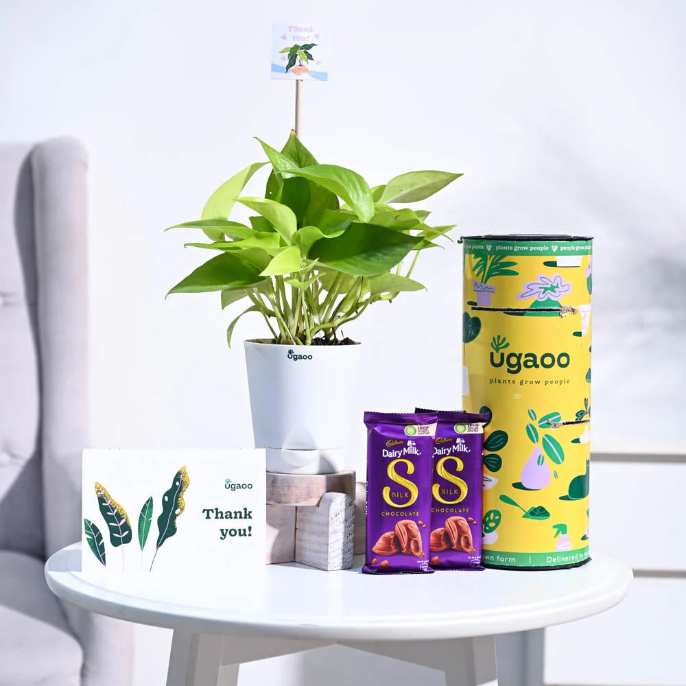 Money Plant Golden Thank you Gift Hamper - Image 3