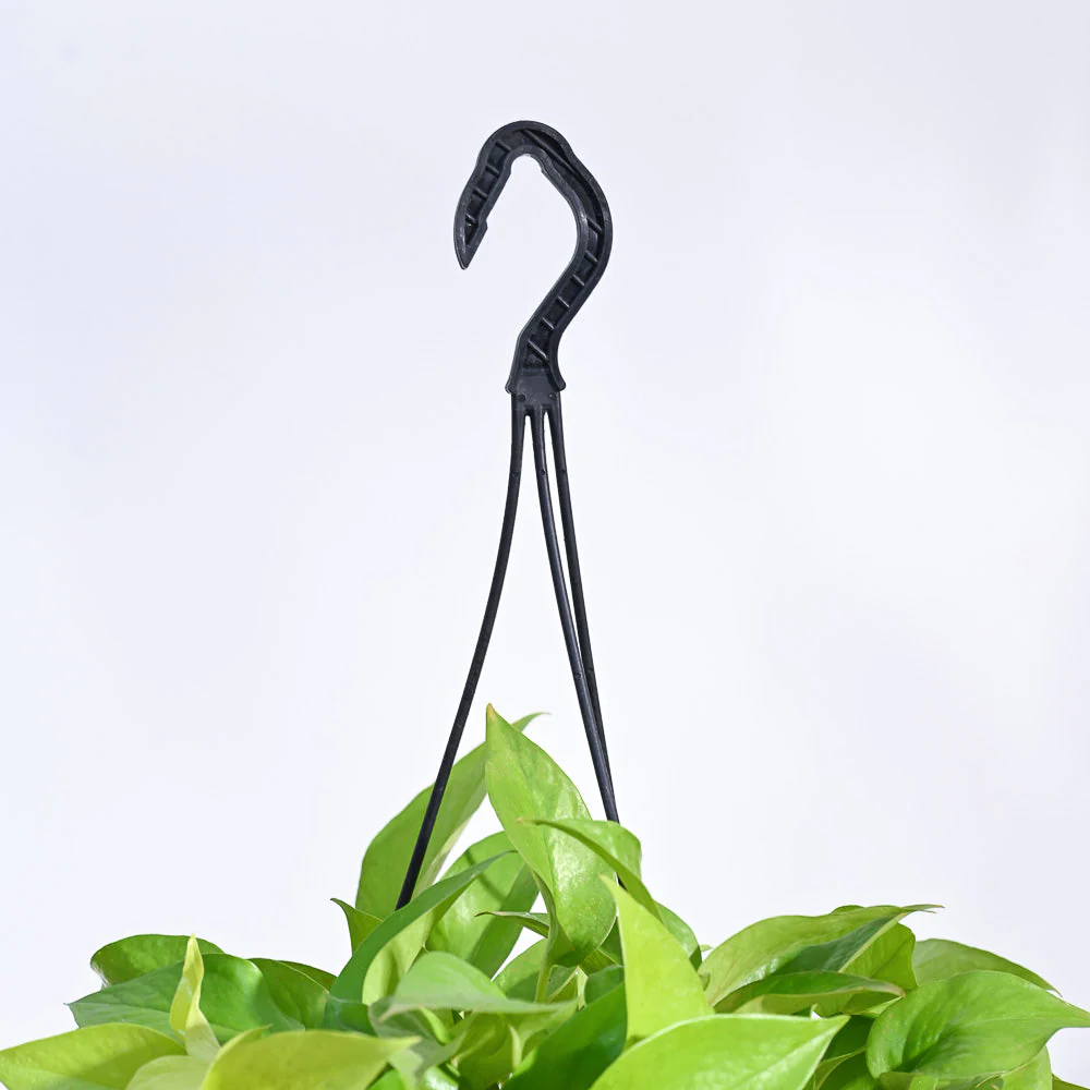 Money Plant Golden With Hanging Pot - Image 6