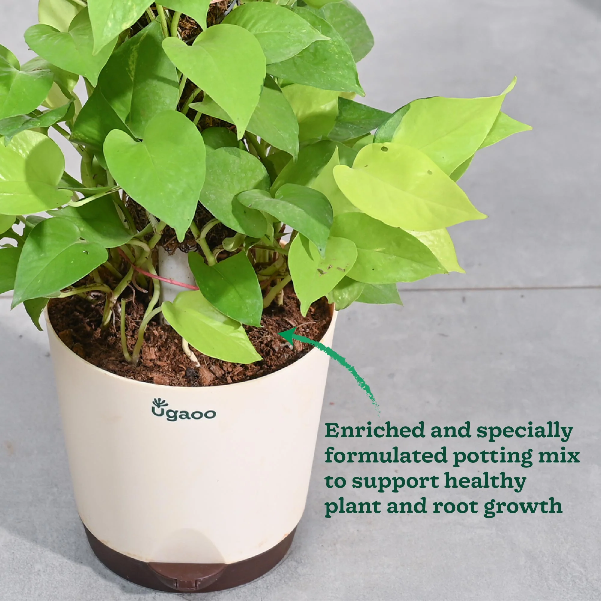 Money Plant Golden with Moss Stick - Image 6