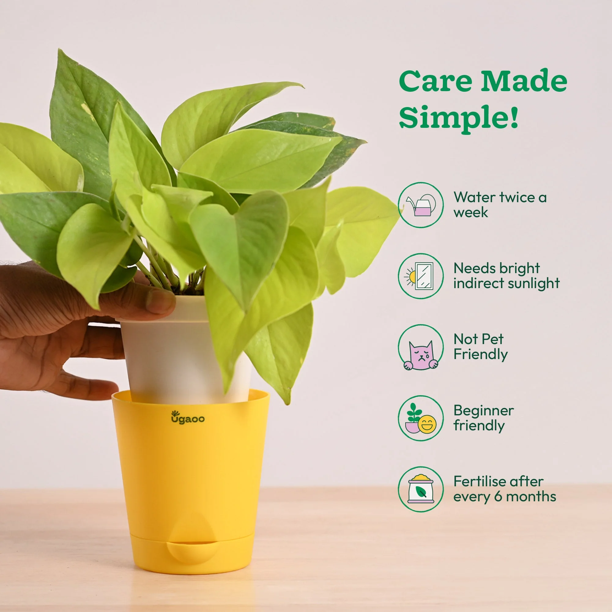 Money Plant Golden - Image 5