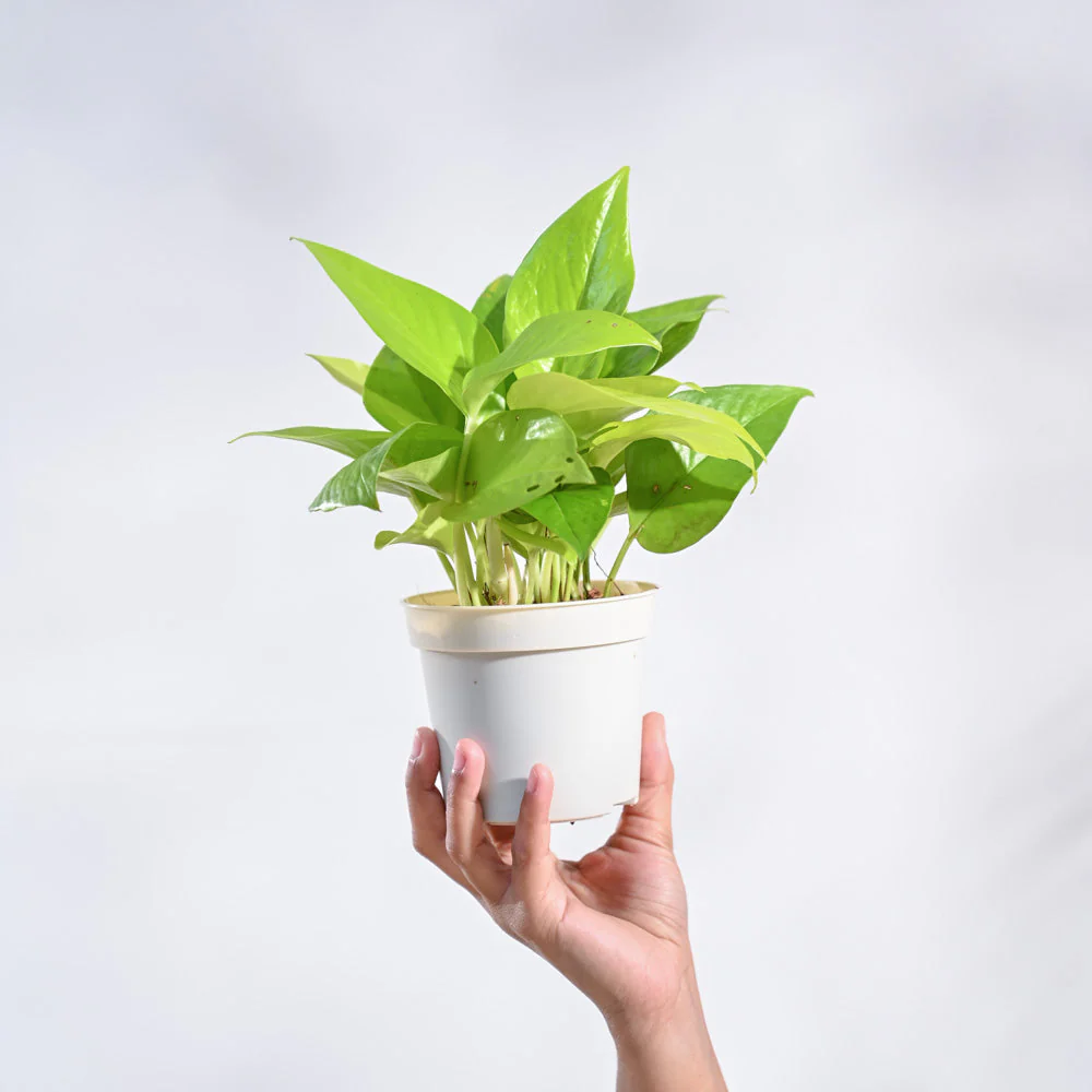 Money Plant Golden with Self Watering Pot - Image 6