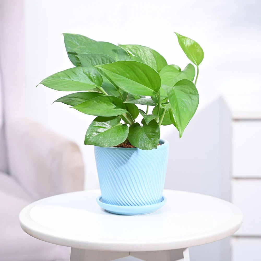 Money Plant Green - Image 104
