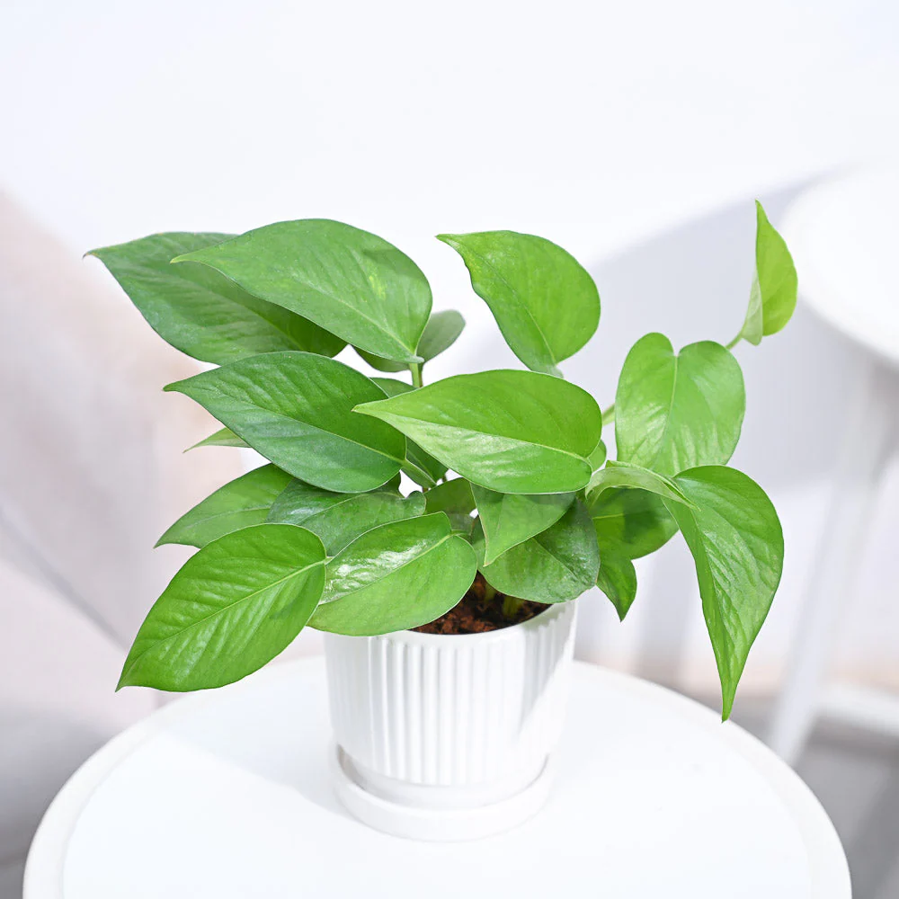 Money Plant Green - Image 111