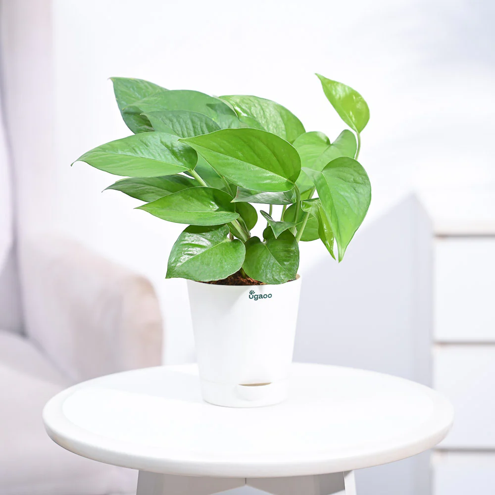 Money Plant Green - Image 13