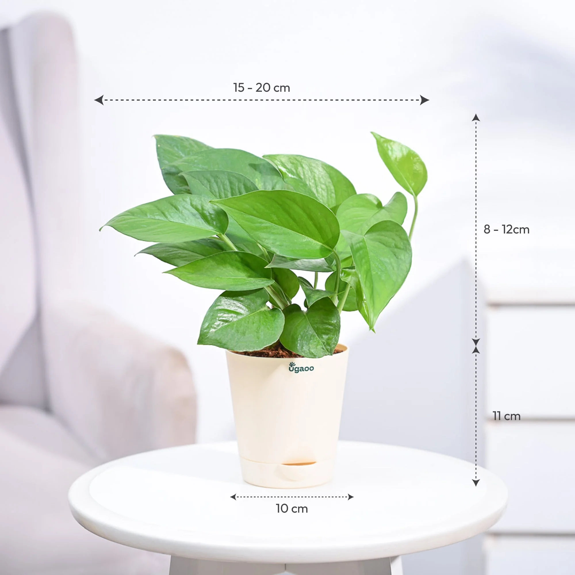 Money Plant Green - Image 17
