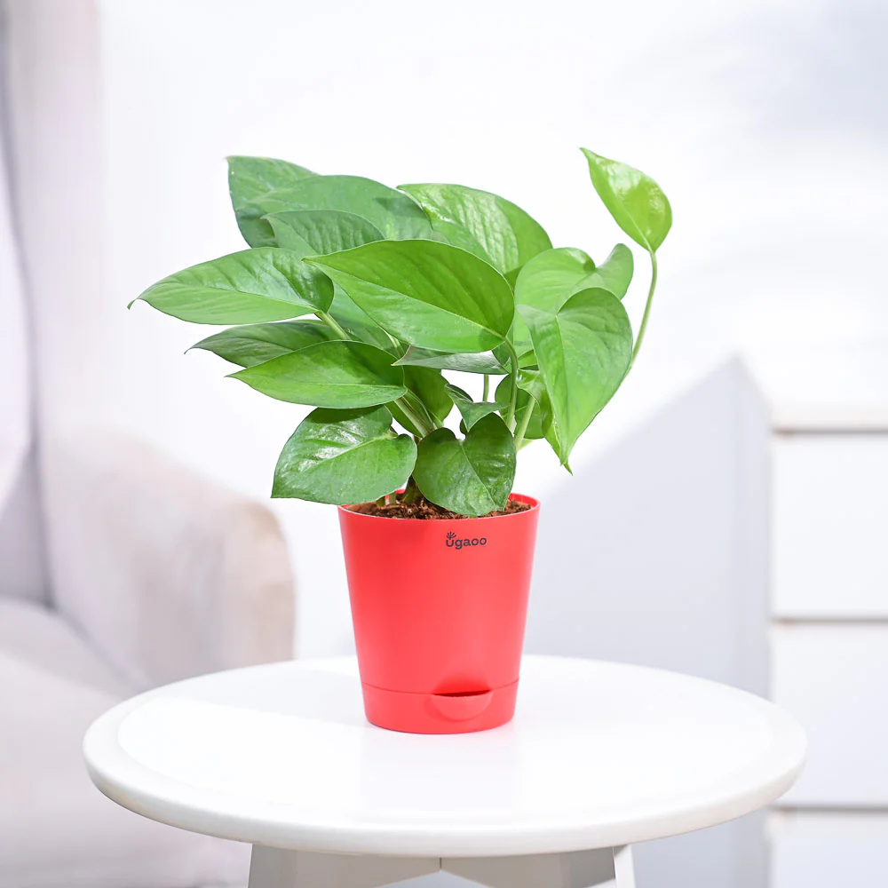 Money Plant Green - Image 19