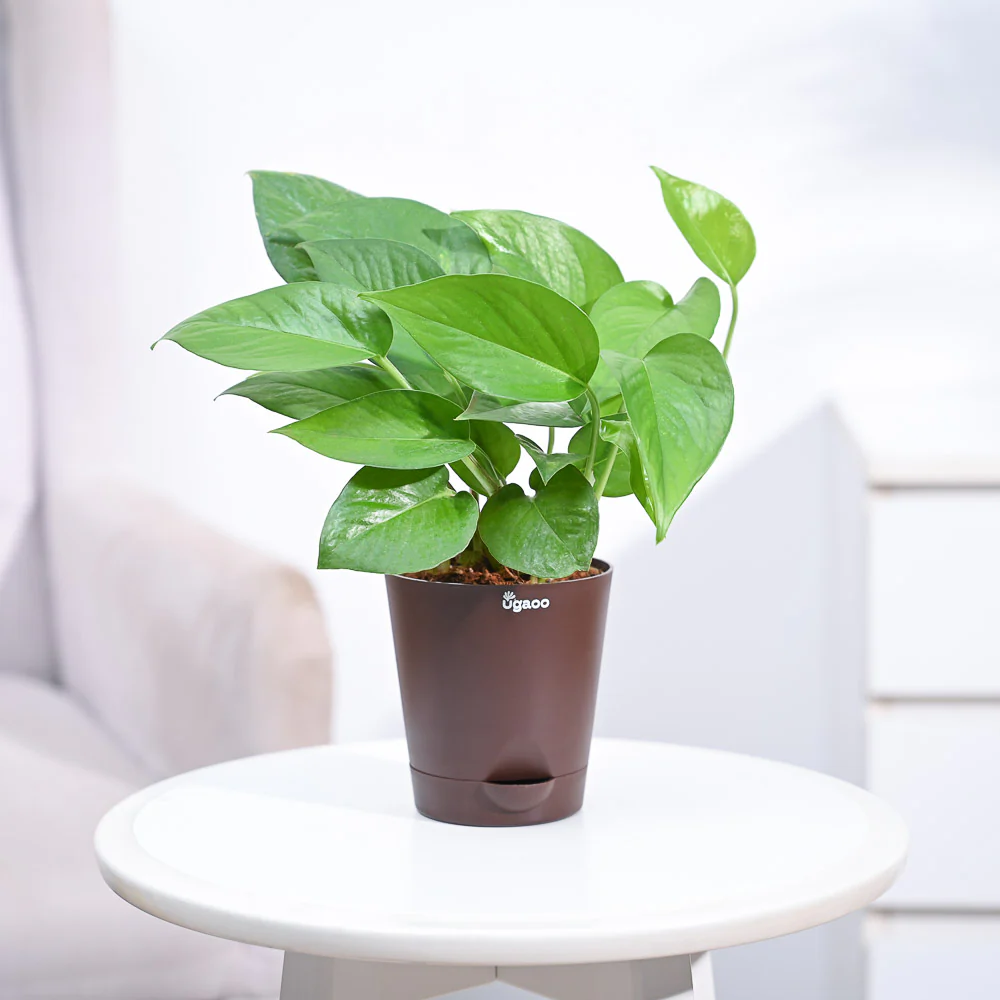 Money Plant Green - Image 25