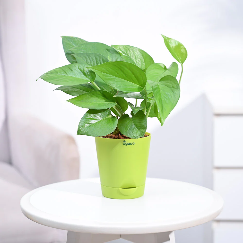 Money Plant Green - Image 31