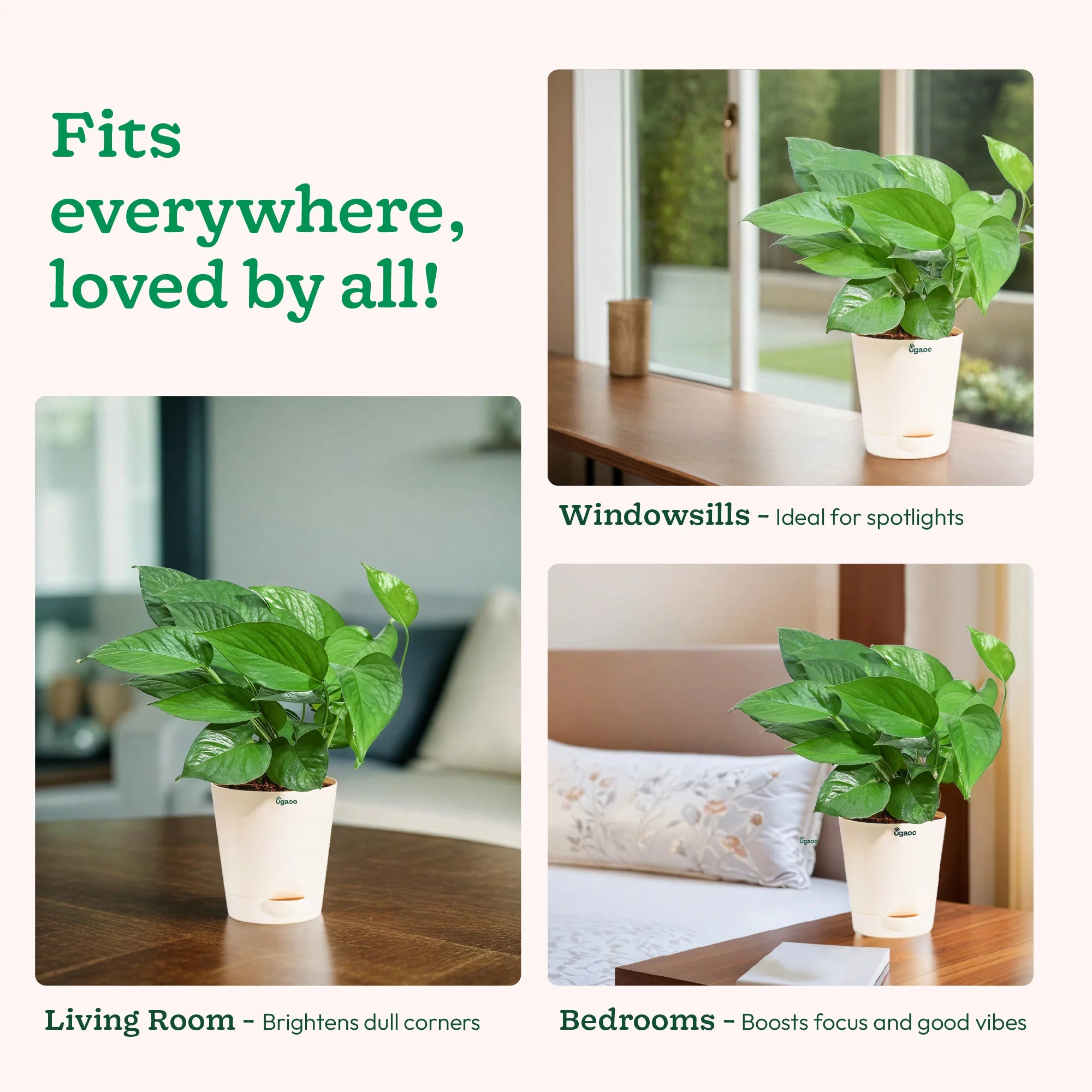 Money Plant Green - Image 34