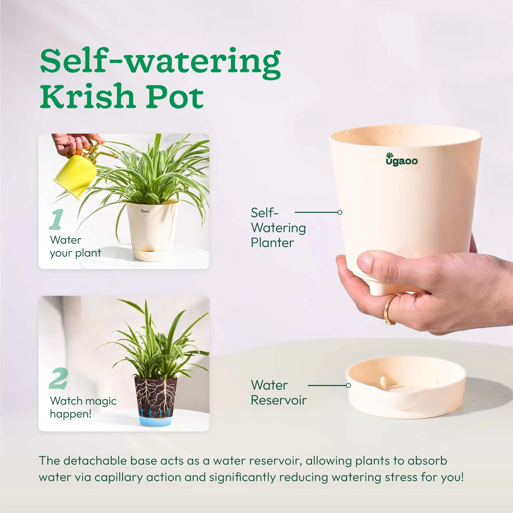 Money Plant Green - Image 36