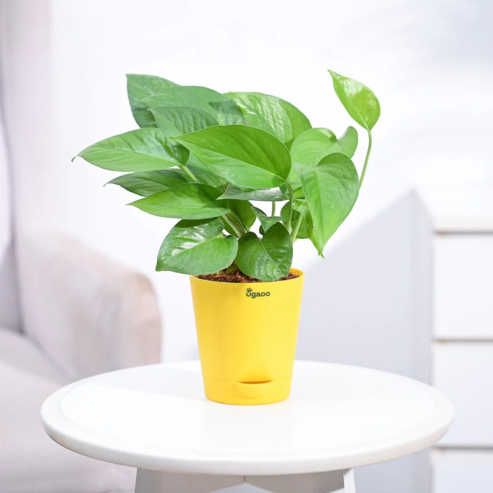 Money Plant Green - Image 37