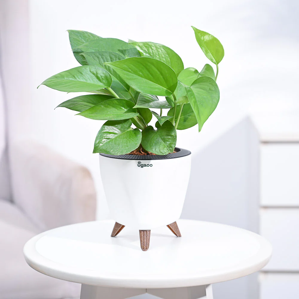 Money Plant Green - Image 44