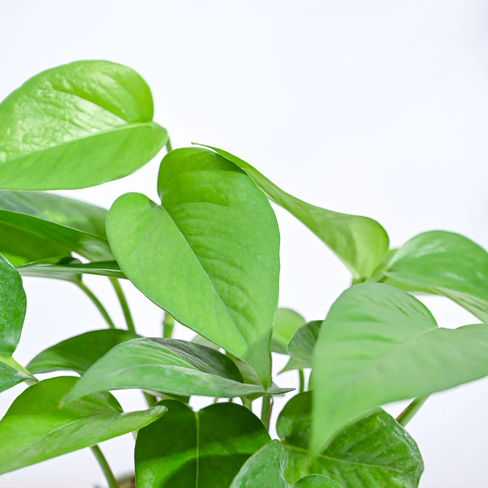 Money Plant Green - Image 46