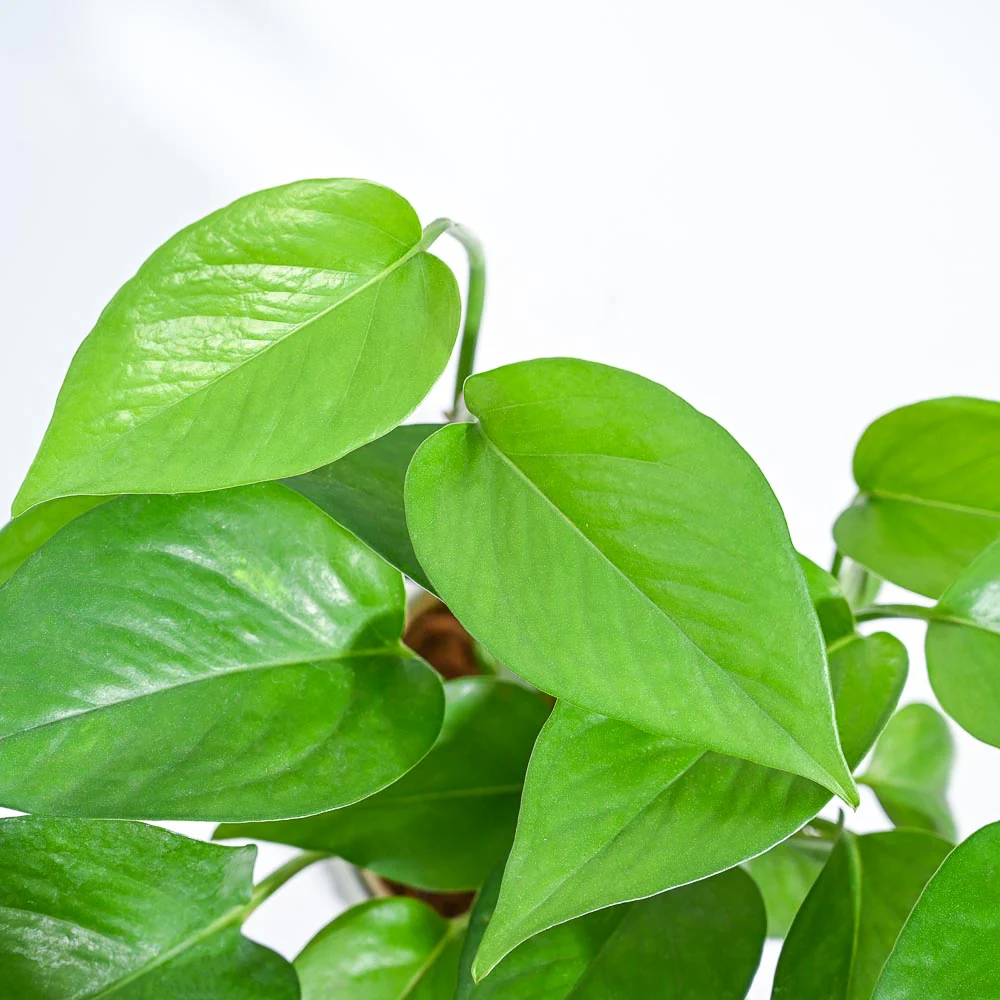 Money Plant Green - Image 48