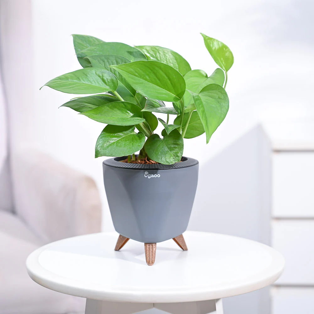 Money Plant Green - Image 49