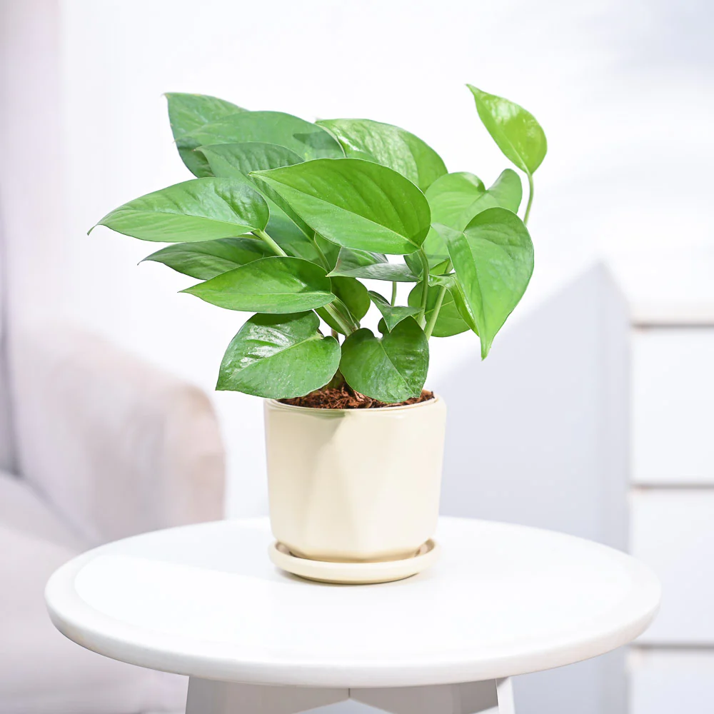 Money Plant Green - Image 61