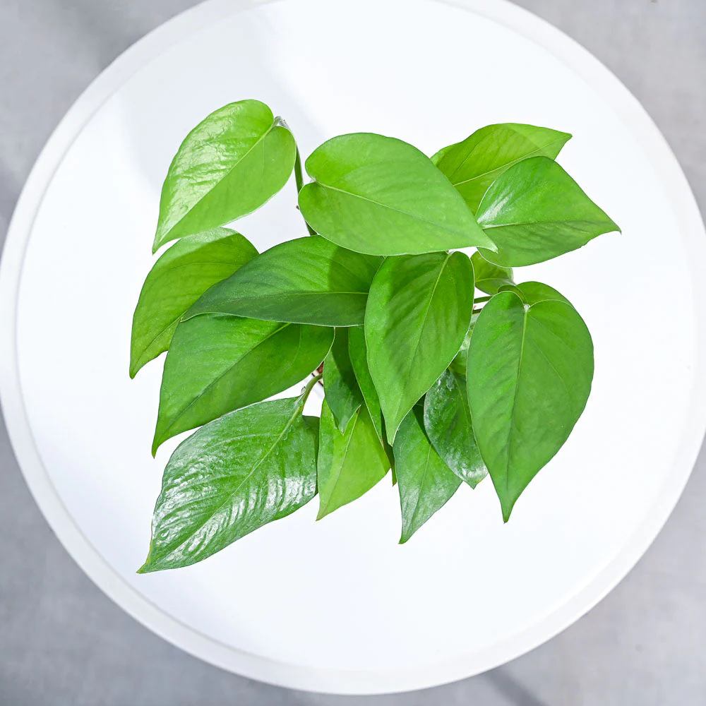 Money Plant Green - Image 7
