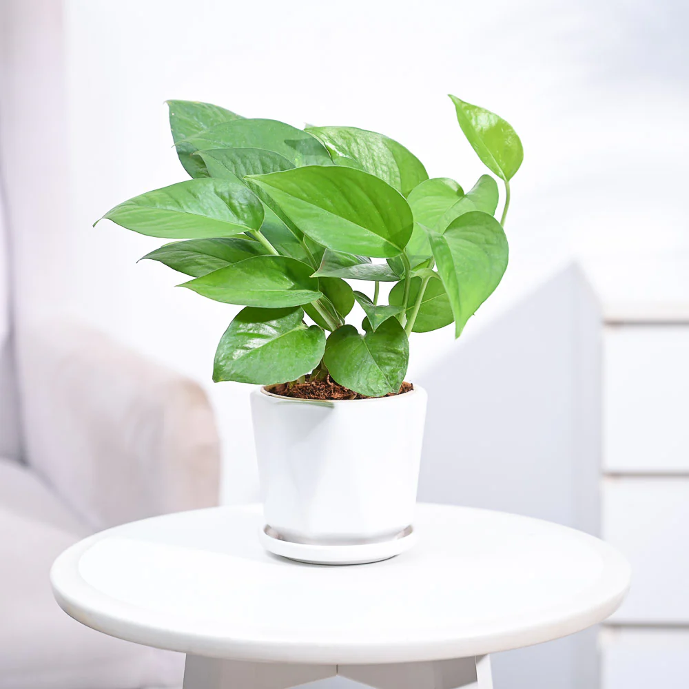 Money Plant Green - Image 73