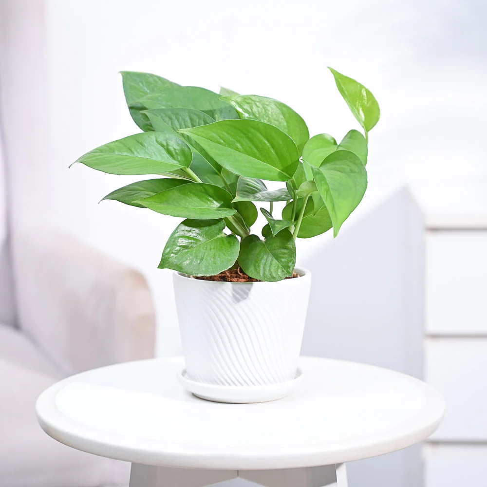 Money Plant Green - Image 79