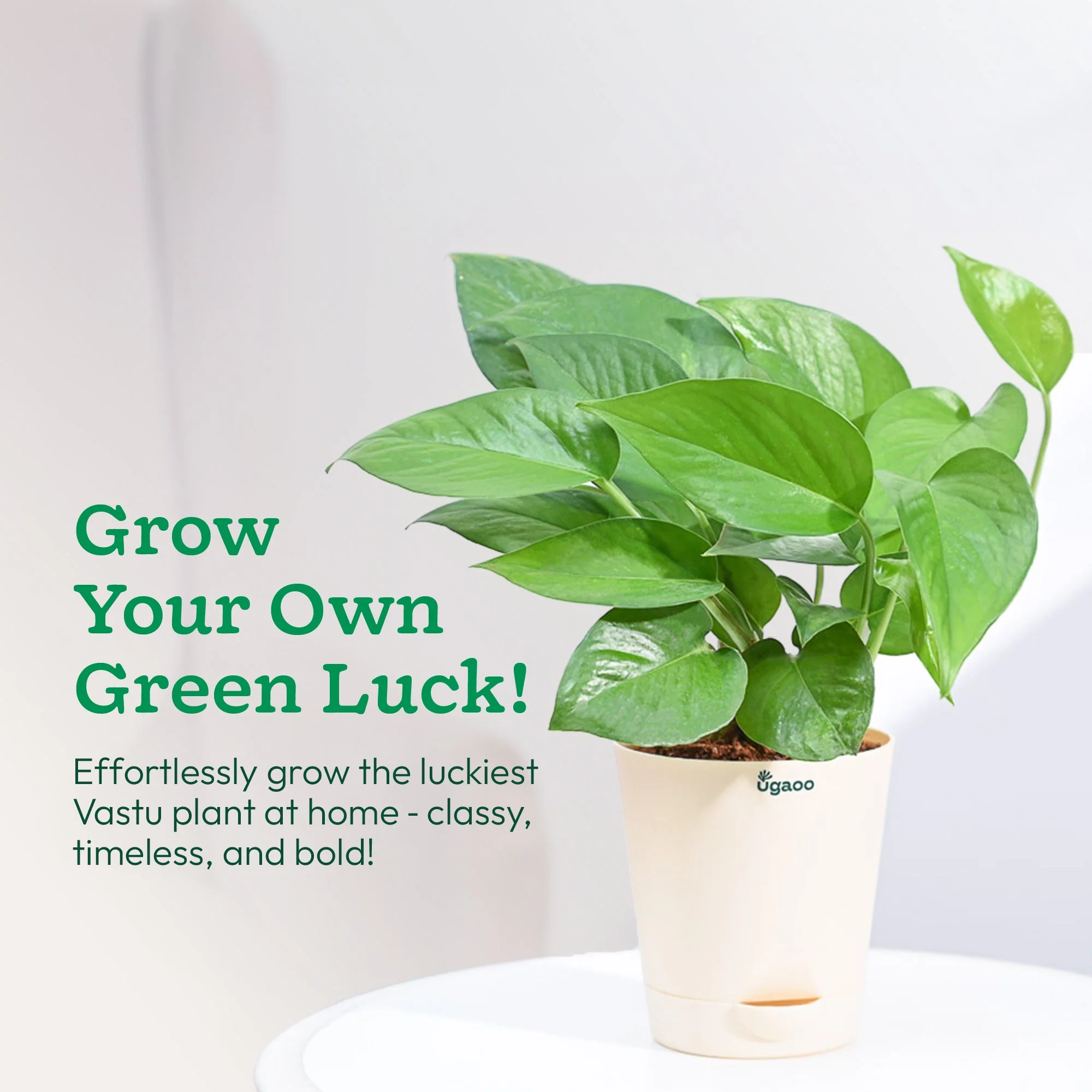 Money Plant Green - Image 8