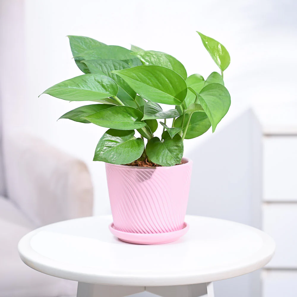 Money Plant Green - Image 85