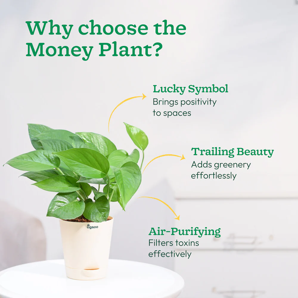 Money Plant Green - Image 9